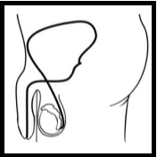 Машки репродуктивни органи