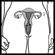 Женски репродуктивни органи