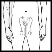 ШТО РАБОТАТ РЕПРОДУКТИВНИТЕ ОРГАНИ
